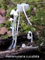 Hemimycena cucullata-amf1328